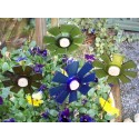 Bottle Blooms