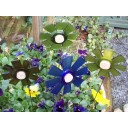 Bottle Blooms