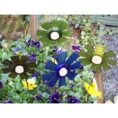 Bottle Blooms