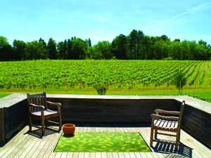 Vineyard Scene
